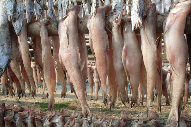 West Bengal Fishermen Cooperative Federation Ltd - BENFISH